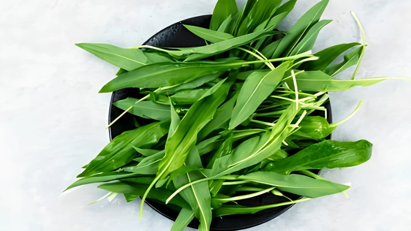 Organic Ramps plant with fresh green leaves