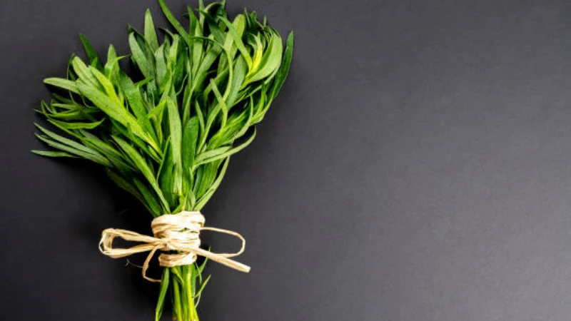 Organic Tarragon with fresh green foliage