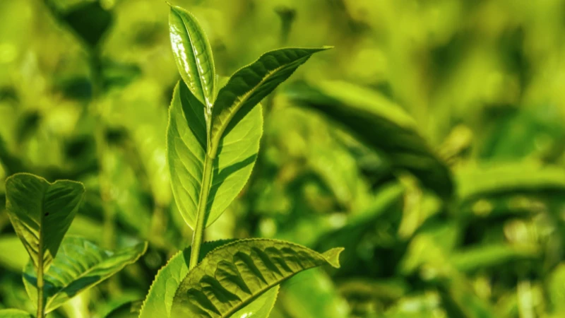 Organic Tea Plant with vibrant foliage