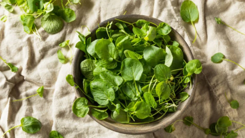 Organic Watercress with fresh green leaves