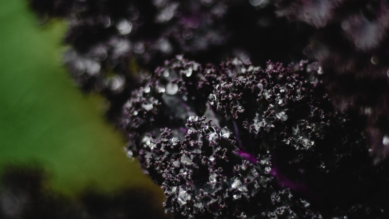 Decorative Kale plant with lush leafy growth