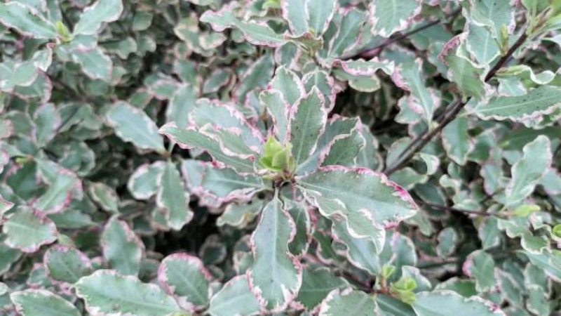 Ornamental Kohuhu with compact growth