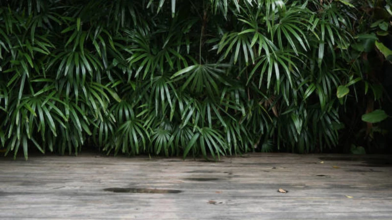 Ornamental Lady Palm with elegant evergreen foliage