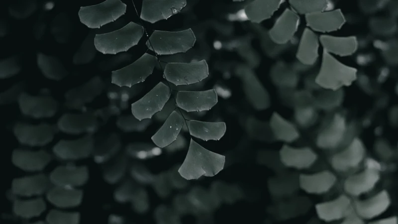 Ornamental Maidenhair Fern with lush foliage