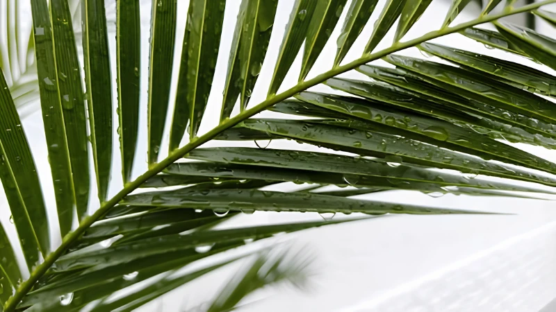 Ornamental Majesty Palm with elegant tropical foliage