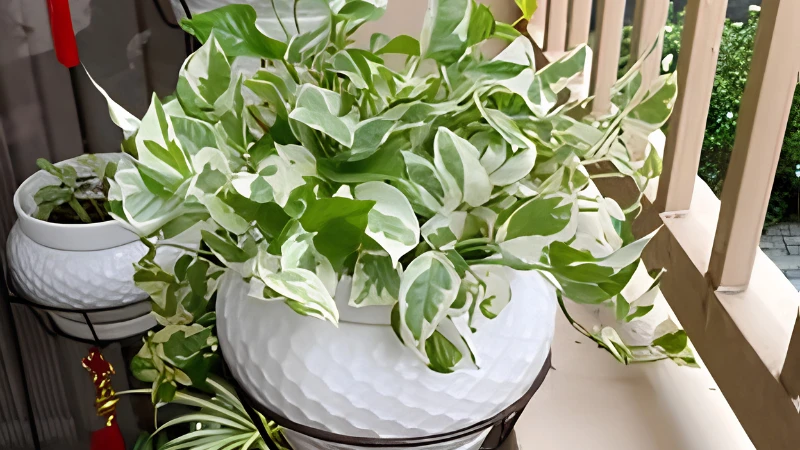 Ornamental N'Joy Pothos with heart-shaped leaves