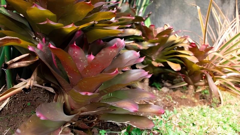 Ornamental Neoregelia Bromeliad with vivid foliage