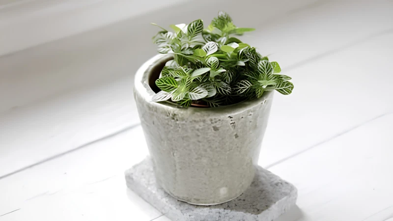 Ornamental Nerve Plant with decorative foliage