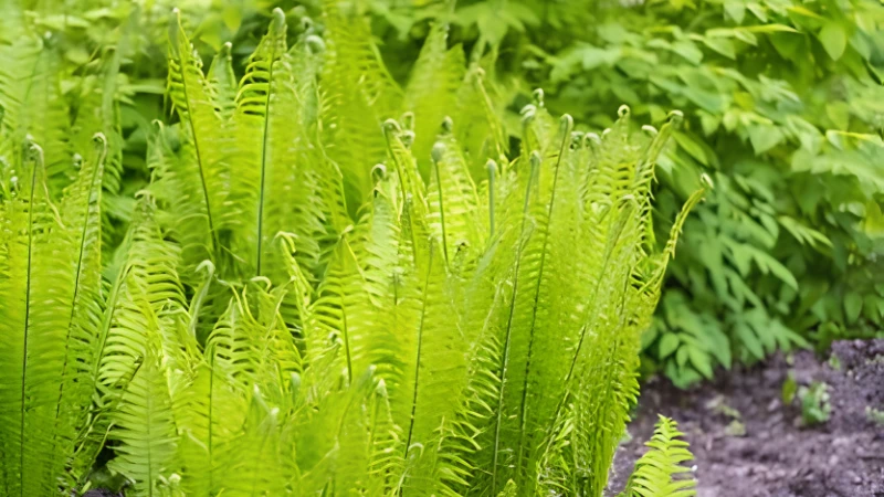 Ornamental Ostrich Fern with elegant feathery foliage