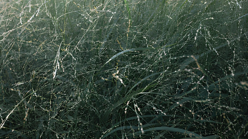 Dense Switch Grass growing outdoors