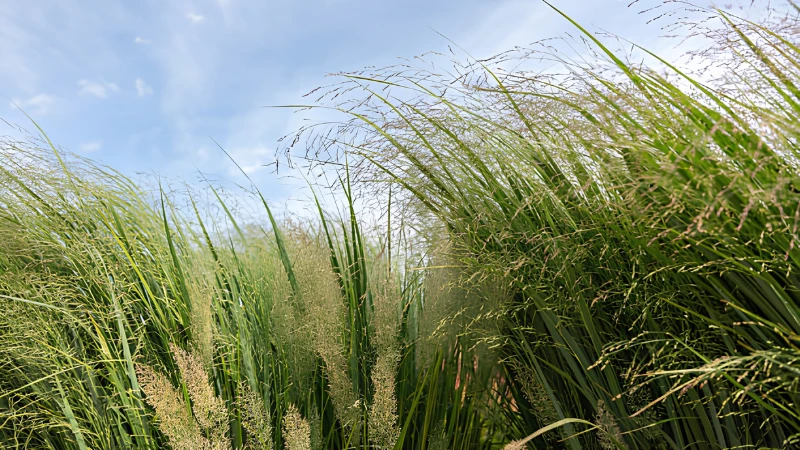 Ornamental Switch Grass with graceful foliage