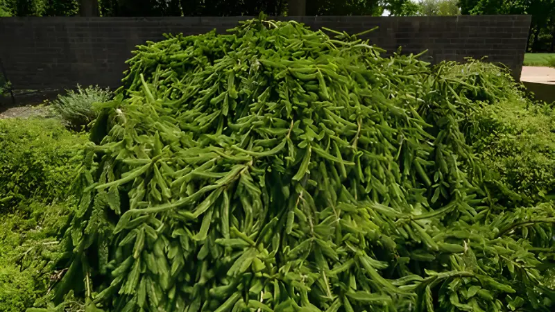 Weeping Norway Spruce ornamental evergreen tree