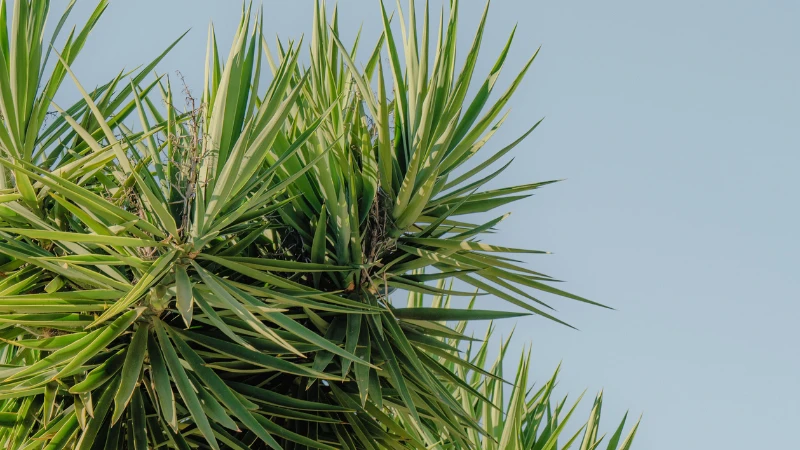 Ornamental Yucca plant in garden