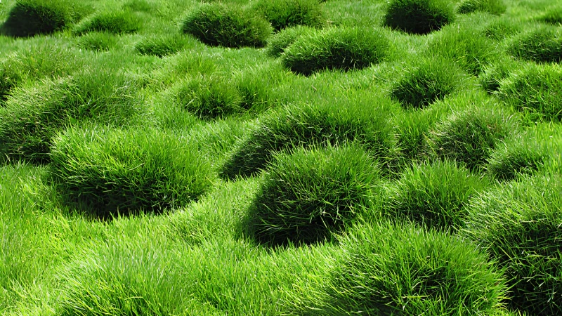 Zoysia Grass with attractive green foliage