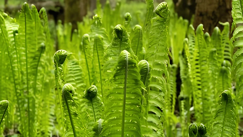Close-up of Ostrich Fern feathery green fronds