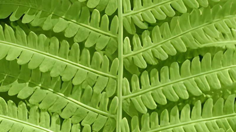 Ostrich Fern with lush feathery green fronds