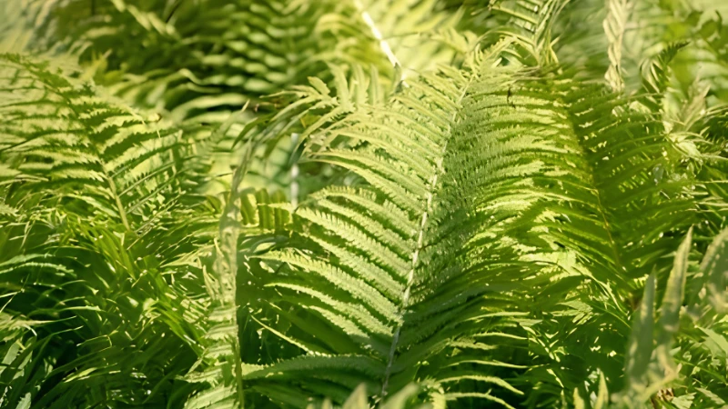 Ostrich Fern planted along a shaded garden border