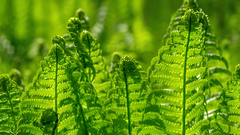Ostrich Fern growing in a moist woodland environment