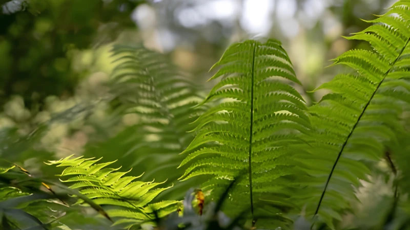 Ostrich Fern growing in a natural woodland setting