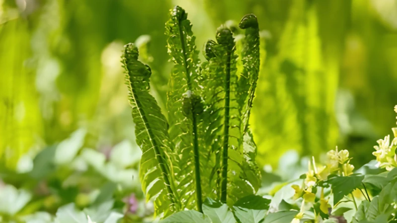 Ornamental Ostrich Fern with vibrant green fronds