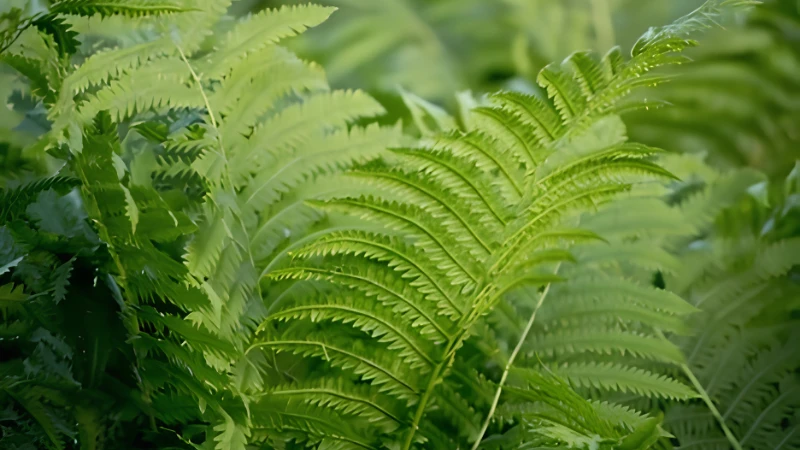 Ostrich Fern thriving in a shaded landscape