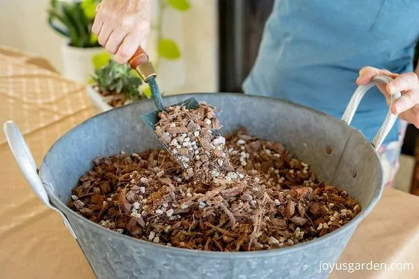 Outdoor succulent mix