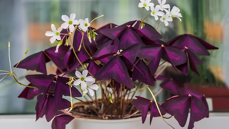 Oxalis featured image showing purple shamrock plant