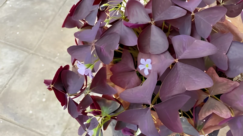 Potted Oxalis plant with delicate pink flowers