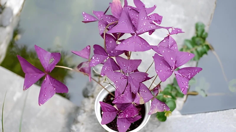 Indoor Oxalis plant near a bright window