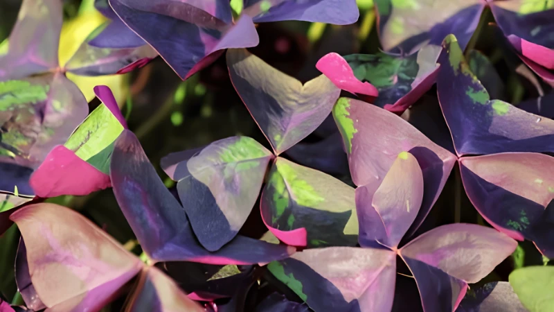 Oxalis plant growing in bright natural light