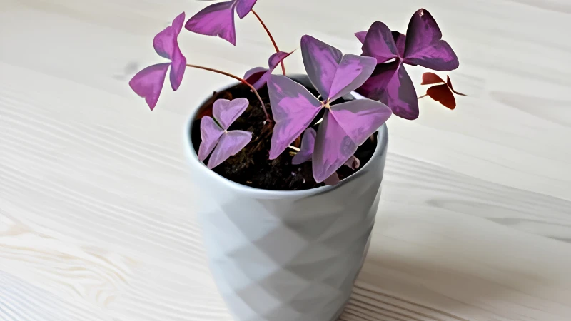 Oxalis plant displaying delicate pink blossoms