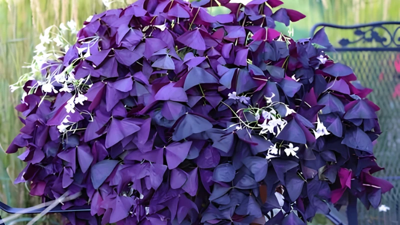 Oxalis plant featuring vibrant purple shamrock-shaped leaves