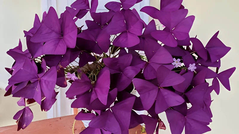 Oxalis plant featuring lush purple shamrock-shaped leaves