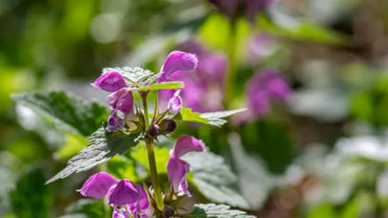Close-up of pale lavender Dead Nettle flower blooms with a softly blurred green background.