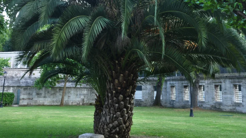 Palmetum featuring diverse palm trees and tropical plants