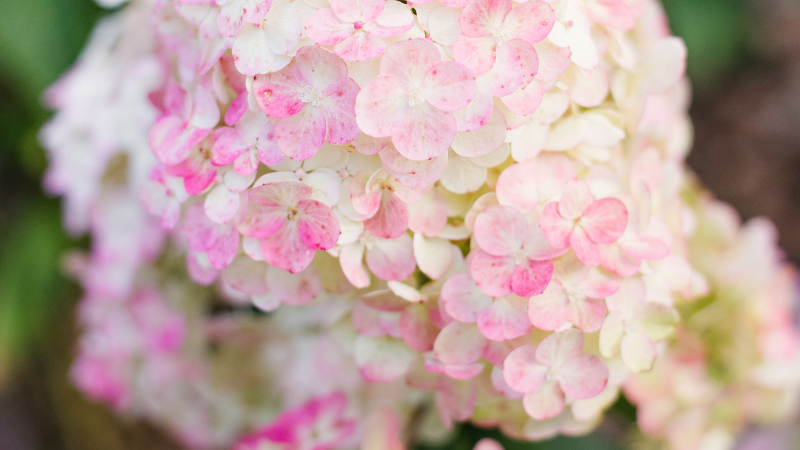 Panicle Hydrangea with large flowering clusters