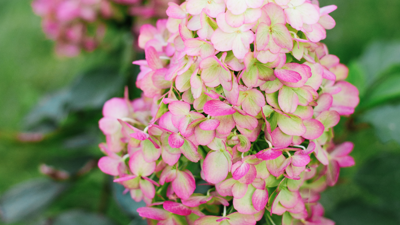 Close-up of Panicle Hydrangea flower cluster