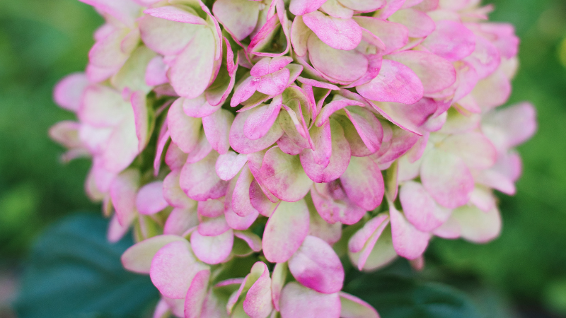 Panicle Hydrangea with cone-shaped flower clusters