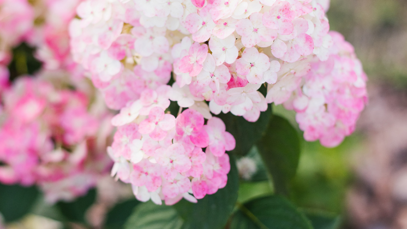 Panicle Hydrangea growing in a garden
