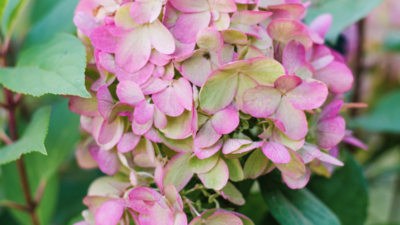 Panicle Hydrangea with white flower clusters
