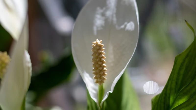 Peace lily floral bloom