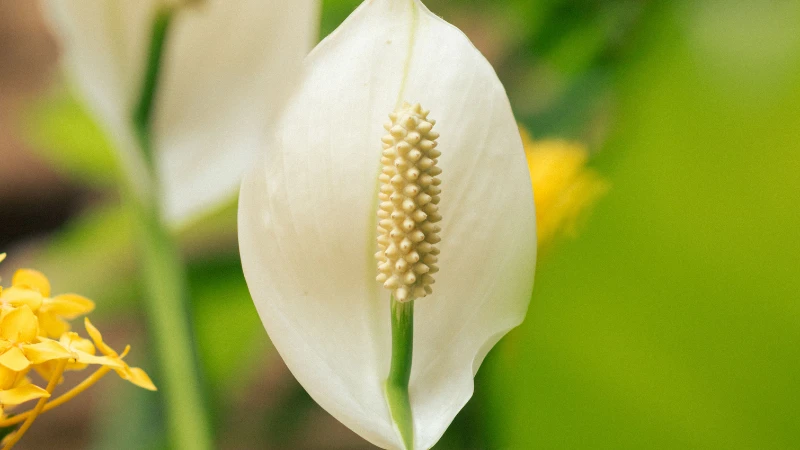 Peace lily flower in full bloom