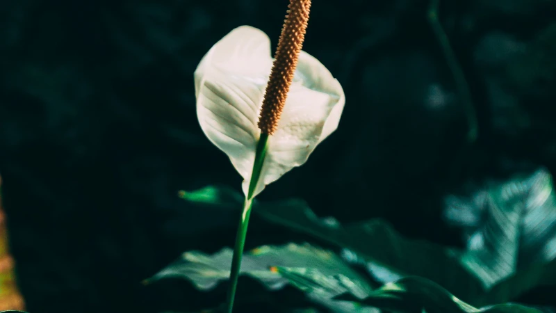 Close-up of a peace lily flower