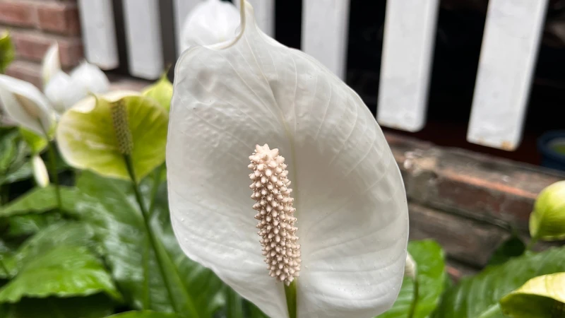 Peace lily with delicate white flower