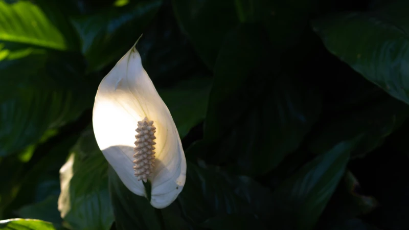 Peace lily with lush green leaves