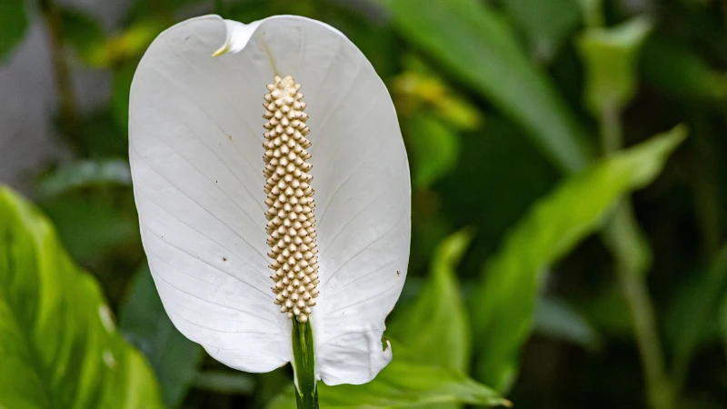 Peace lily plant with white flower