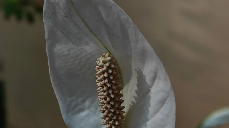 White peace lily flower in bloom