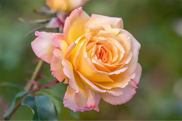 Peace Rose