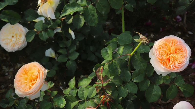 Peach Juliet rose flower bloom