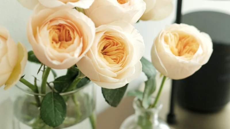 Peach Juliet rose in bloom